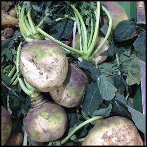 新鲜大头菜本地芥菜疙瘩 冬至烤菜年糕可腌咸菜