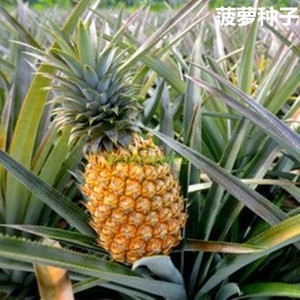 菠萝花种子 菠萝 凤梨种子 营养价值高南北均可以种植 发芽率高