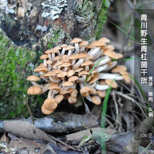 原生态新货青杠菌四川土特产青川深山天然野生青冈菌干货散装100g