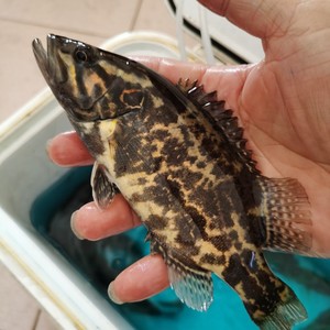 白头鳜鱼斑鳜中国虎鱼原生鱼