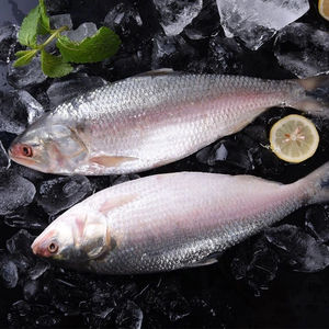 新鲜鲥鱼 三鲜之一 养殖鲥鱼 新鲜冷冻1斤-1.2斤