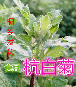 【野菊花苗】野菊花苗品牌,价格 - 阿里巴巴