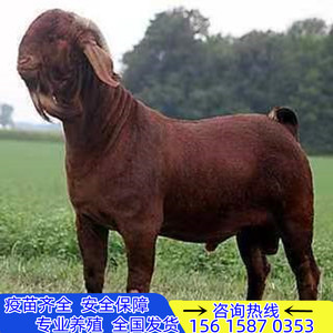 南江黄羊黄金羊活羊纯种波尔山羊养殖小羊羔亚洲黄羊种羊黄羊波尔