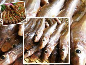 万安湖沙沟鱼500克淡水鱼新鲜水产 鲜活鱼小溪鱼 新鲜小鱼