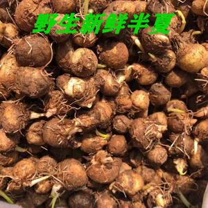 野生新鲜麻玉子半夏500g包邮中药本草