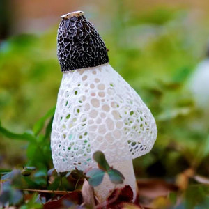 zyy45d淘宝竹荪 野生 特级竹荪菇蕾竹笙竹菌竹参蘑菇菌干货500g纯