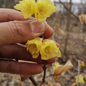 精品高杆嫁接腊梅,品种有素心,檀香,虎蹄,白荷,红香妃等