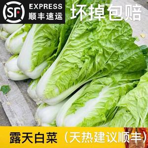 贵州特产霜打大白菜新鲜火锅蔬菜农家自种小青邦青菜黄心黄油快菜