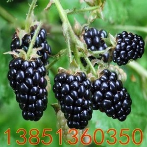 进口品种果树苗 优质黑树莓苗 黑莓苗 黑树莓树苗可盆栽 特价包邮