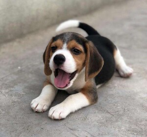 双色纯种比格幼犬活体宠物狗狗大耳朵巴吉度幼犬米格鲁短毛猎兔犬