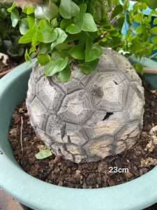 野生龟甲龙 一物一拍 块根多肉植物 私客服看细节视频