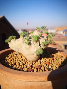 白皮月界 正版白皮月界 开花株 一物一拍 肉多多乐园