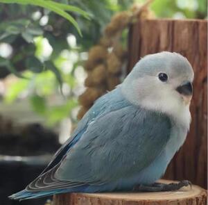 手养牡丹鹦鹉活体黄桃绿桃绿金顶雏鸟紫罗兰幼鸟宠物说话亲人半毛