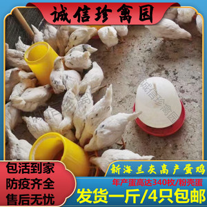 一斤海兰灰蛋鸡苗鸡活苗海兰灰海兰白海兰褐脱温苗半大鸡蛋鸡活体