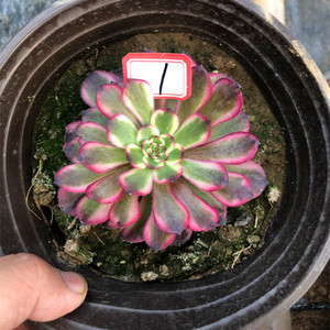 黑金刚 一物一拍直播间多肉植物法师锦手捧花大颗老庄群生28包邮