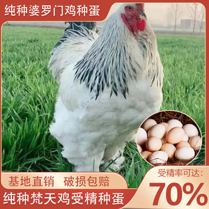 巨型婆罗门鸡受精种蛋可孵化纯种梵天鸡种蛋大型观赏宠物鸡受精蛋
