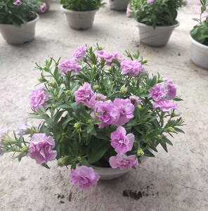 重瓣矮牵牛盆栽带花已开好爆盆新品冰粉黄色阳台网红垂挂盆栽花卉