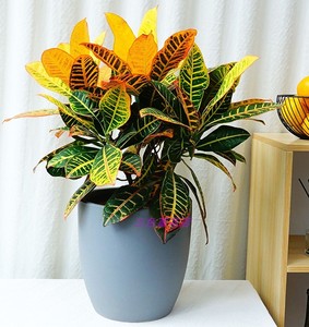 变叶木盆栽七彩变色木盆栽室内客厅书房庭院绿植净化空气吸甲醛美