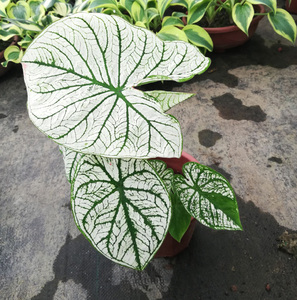 花叶海芋盆栽羽叶竹竽喜阴可水养水生水培植物盆栽室内绿植庭院