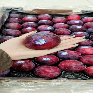 【进口恐龙蛋李子】进口恐龙蛋李子品牌,价格 - 阿里巴巴