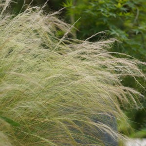 细叶针茅墨西哥羽毛草耐旱耐寒观赏草庭院花园多年生绿植针毛