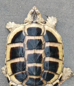 鳄龟活物食用外塘老鳄鱼龟大乌龟大鄂龟杂佛北美宠物龟苗包活