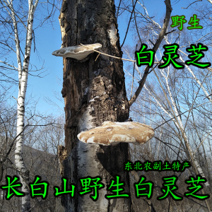 长白山野生白灵芝 玉芝 野生灵芝 白灵芝野生桦禄管菌 500克 白边