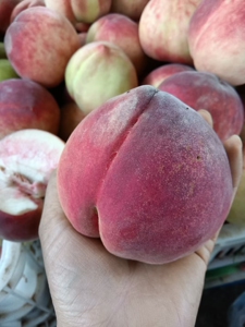 新鲜高原云南红宝石桃子水蜜桃黑美人水果10斤水蜜桃鹰嘴桃甜脆桃