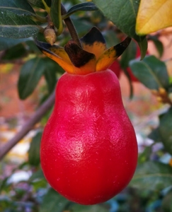 血钻 血红葫芦果 金弹子盆景 阳台绿植 果型漂亮果色鲜亮挂果期长