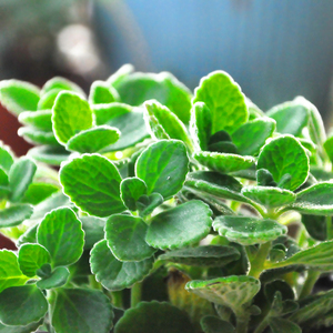 碰碰香多肉盆栽苗一抹香香驱蚊宠物植物水培植物老桩带香味的多肉