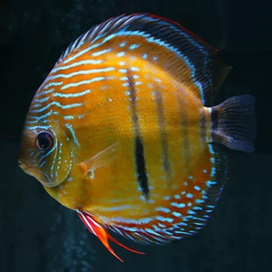 七彩神仙鱼苗野彩f1渔场直销包邮野血红卡财神松