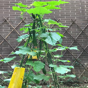 黄瓜苗高产水果瓜苗秧苗旱黄瓜籽种阳台盆栽青瓜节节瓜老品种籽