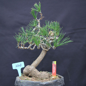 【白皮松造型盆景】白皮松造型盆景品牌,价格 - 阿里巴巴