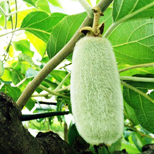 华特猕猴桃白毛泰顺特产原产地