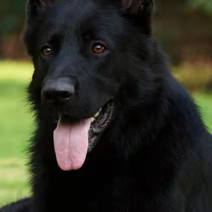 纯种东德牧羊犬活体幼犬成年犬警犬军犬工作犬黑色看家护院大狼狗