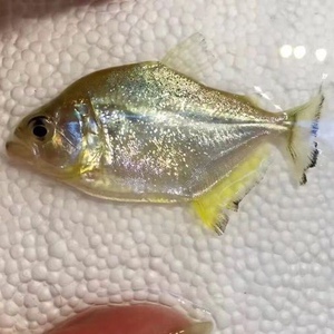 观赏鱼旧金山黄钻水虎鱼可以群养最快出状态的s属互动性强