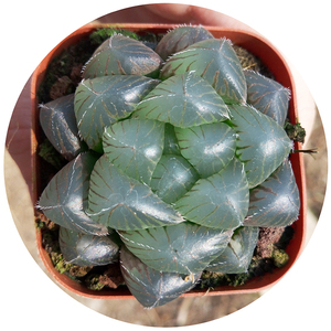 紫镜玉露大窗玉露株型周正多肉植物十二卷盆栽