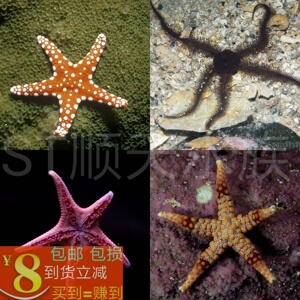 海星活体  海缸海水 吃藻 观赏易饲养  包邮   蓝红紫 翻砂五角海