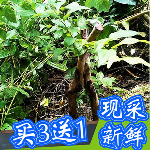 雀梅叶 1斤新鲜野生湿 酸色子酸铜子酸味对角刺碎米子刺冻绿