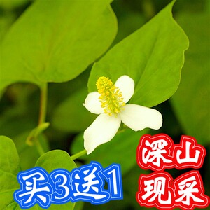 鱼腥草带叶新鲜湿蕺菜折耳根狗贴耳侧耳根狗心草