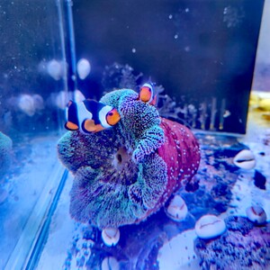 陶罐海水缸观赏红绿奶嘴地毯海葵防逃跑窝小丑鱼躲避窝小丑繁殖窝