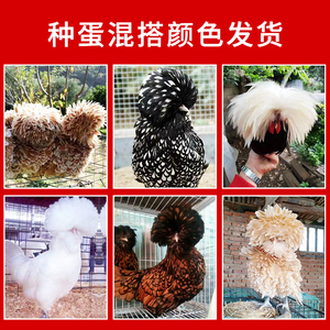 进口波兰帽子鸡受精蛋(10枚)装混搭颜色观赏鸡种蛋宠物鸡受精卵