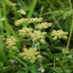 野生窃衣种子鹤虱草/北鹤虱/虱子草中药材野萝卜籽一年生草本植物