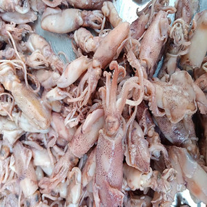 盐阜特产腌制小乌贼,乌子海鲜乌子