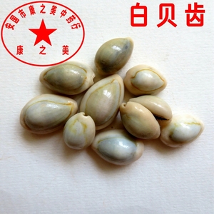 中药材 白贝齿500克 白海肥 贝齿 贝子