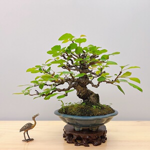 日本豆梨盆景棠梨 原盆进口小品大树型唐梨/小梨 观花果掌上盆栽