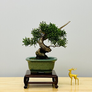 日本原盆系鱼川真柏盆景糸鱼川扭杆八房米叶掌上微型小品盆栽植物