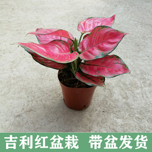 吉利红粗肋草盆栽红火植物 室内吸甲醛观叶花卉彩色小绿植盆景苗