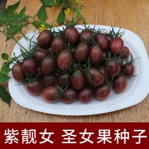 紫圣女果新鲜