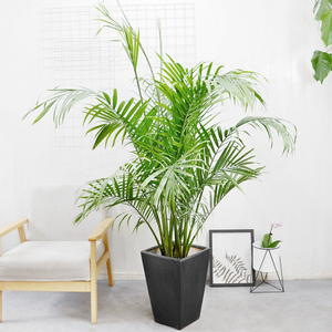 金叶子国王椰子大型观叶植物热带风情观赏盆景办公室内北欧风盆栽